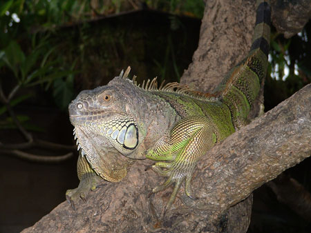 Iguane en for�t