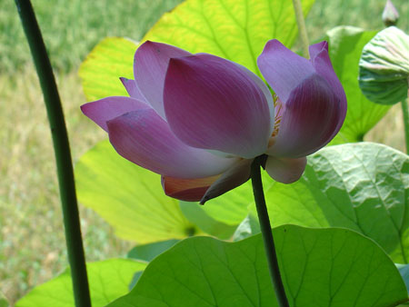 Lotus 