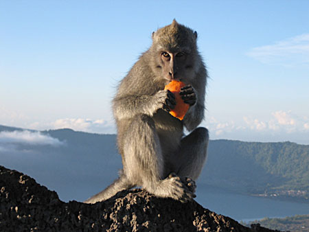 The monkey