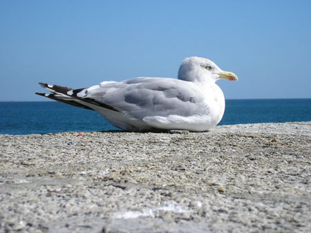 Mouette sur les remparts de Saint-Malo