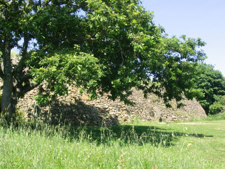 Le vieil arbre et le tumulus de Gavrinis