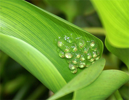 T�tards � profusion au Costa Rica 