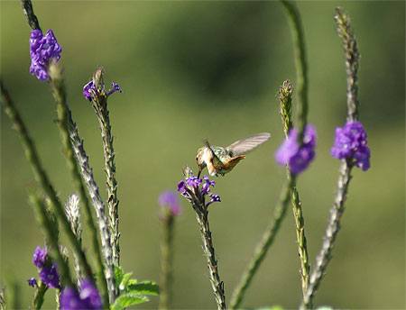 Colibris