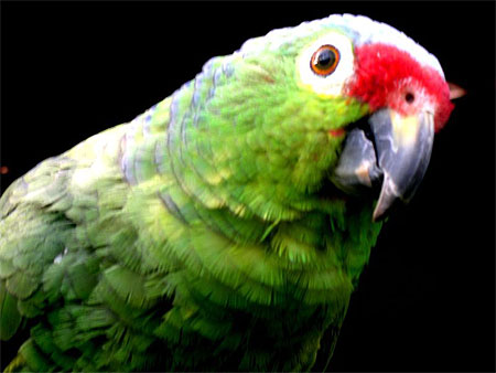 Perroquet dans la jungle