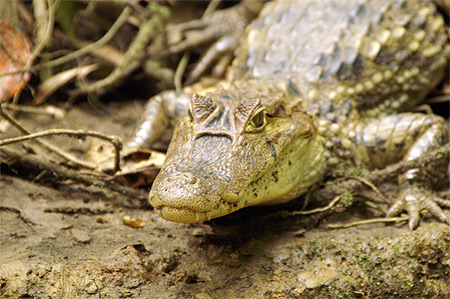 Un ca�man � Tortuguero