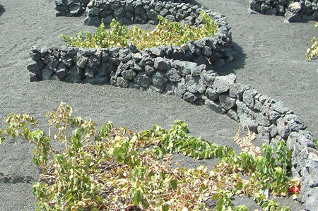 Culture de la vigne � Lanzarote