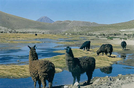 Altiplano