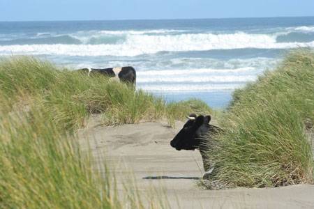 Life on the beach...