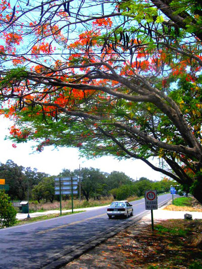 Flamboyant sur la route de San Jos�