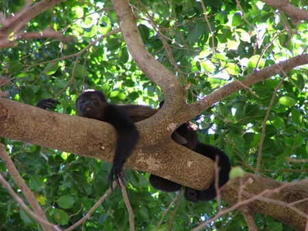 Mono Congo