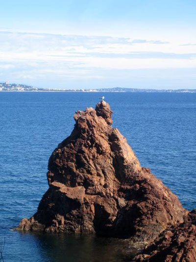 Mouette sur Roche pointue