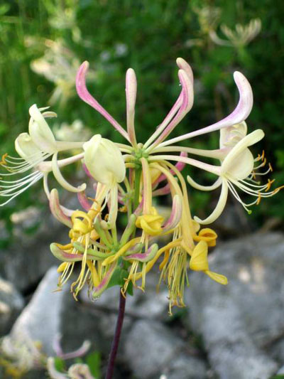 Fleur sauvage