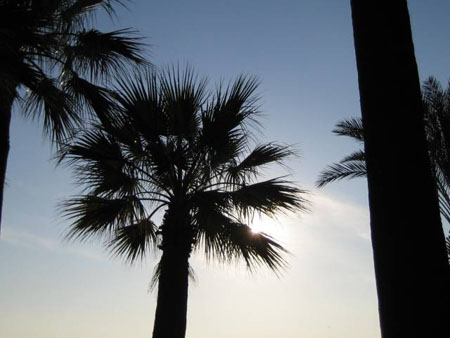 Palmiers de la croisette