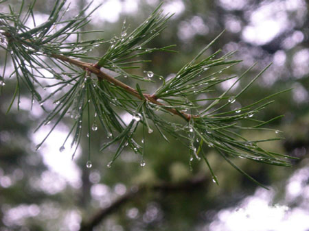 Gouttes de pluie