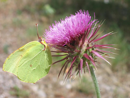 Faune et Flore de Mljet