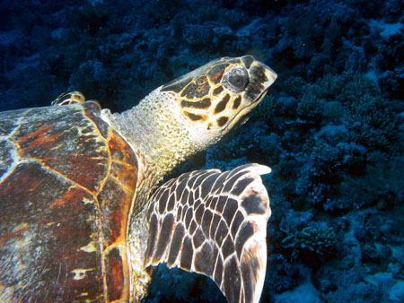 Carabosse, la tortue