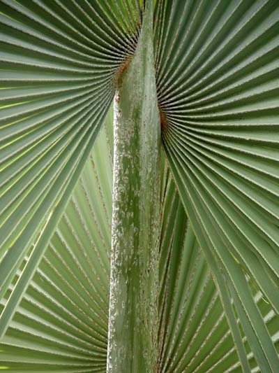 Palme