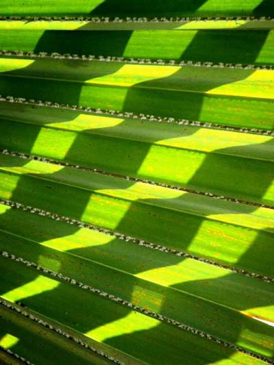 Ombre sur feuille de bananier
