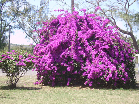 Arbre � Etang Sal�