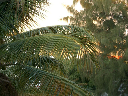 Coucher de soleil dans les cocotiers