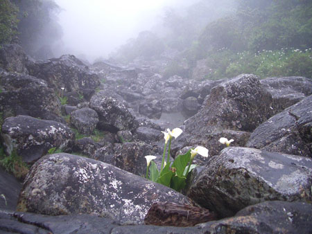 Arums dans la for�t de B�bour
