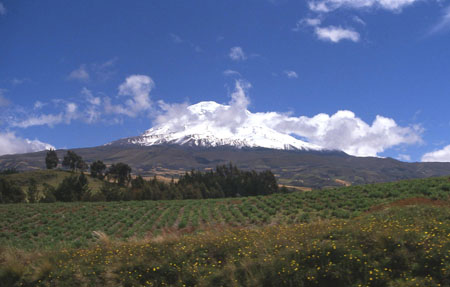 Un grand des Andes