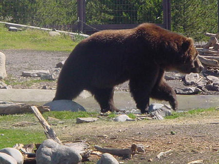 Attention aux ours !!