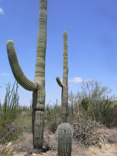 Saguaro National Park