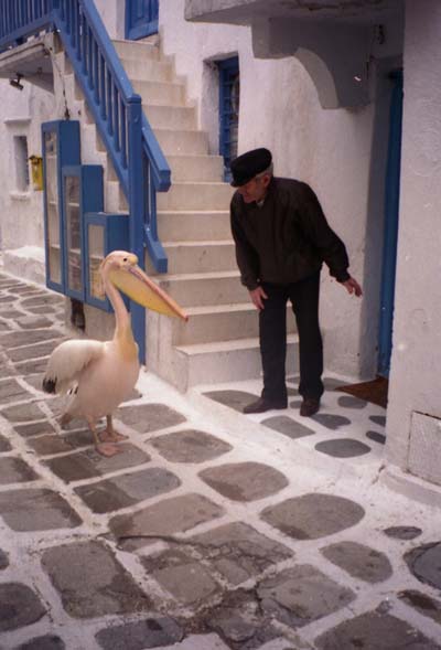 Le p�lican de Mykonos