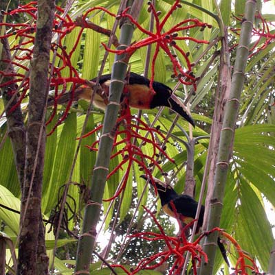 Tikal Birds