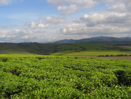 Plantations de th�