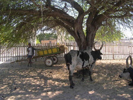 Zebu