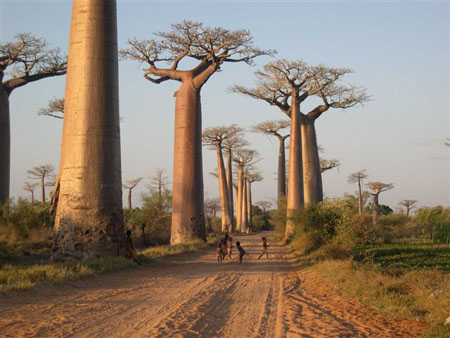 All�e des baobabs