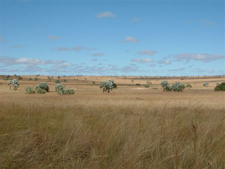 Paysage de savane dans l'Isalo