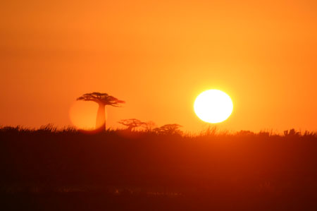All�e des baobabs