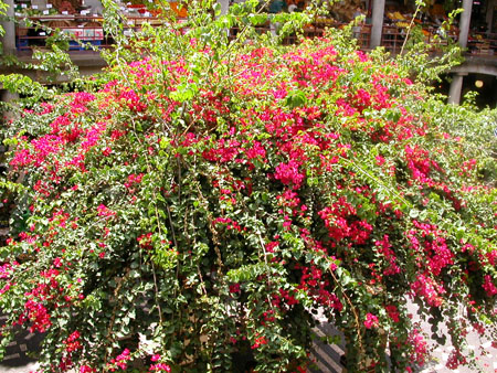Arbre en fleurs