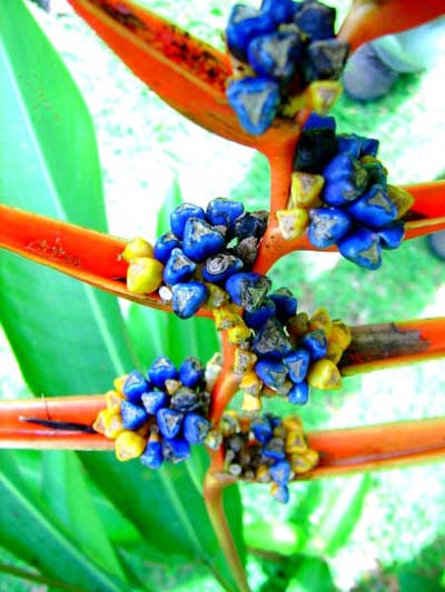Fleurs guyanaises