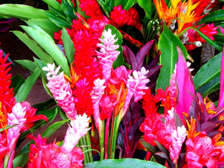 Fleurs au march� de Cacao