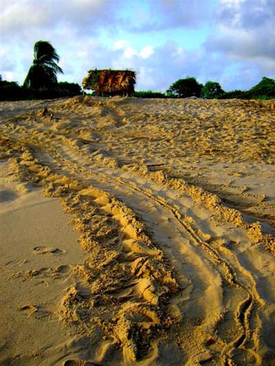 Trace de tortues luth au matin