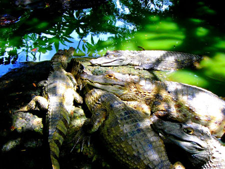 Caimans au soleil