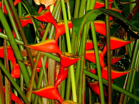 Becs de perroquet