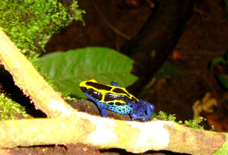 Grenouille dans la jungle