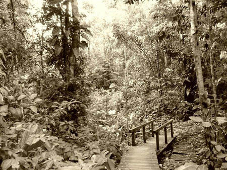 Dans la jungle