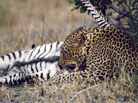 L�opard d�vorant son troph�e de chasse !