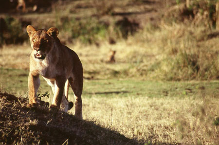 Lionne � la chasse