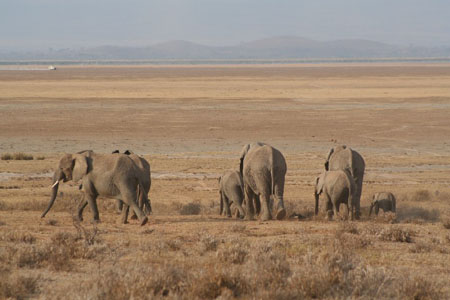 El�phants