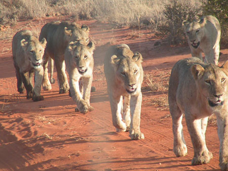Lionnes au Kenya