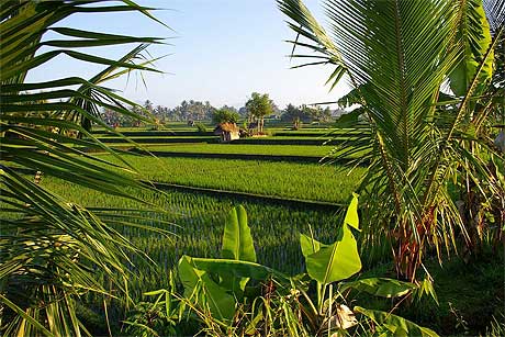 Rizi�res � Ubud