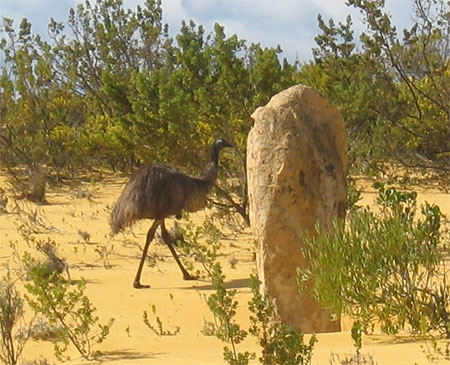 Emu � l'horizon....
