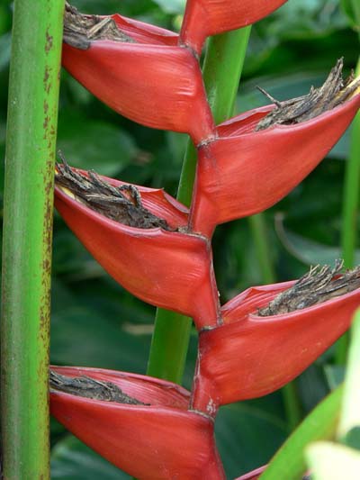 Rouge flamboyant